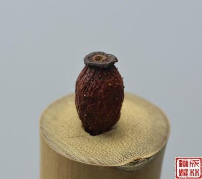 刺囊菩提　紫金钵菩提　柏香籽菩提龙眼尼泊尔凤眼菩提金刚菩提