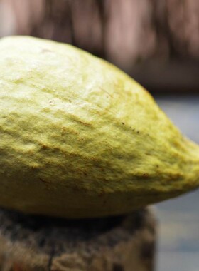 绿木馒头菩提 天然绿色 木馒头菩提 金刚 风眼 龙眼 麒麟眼 核雕