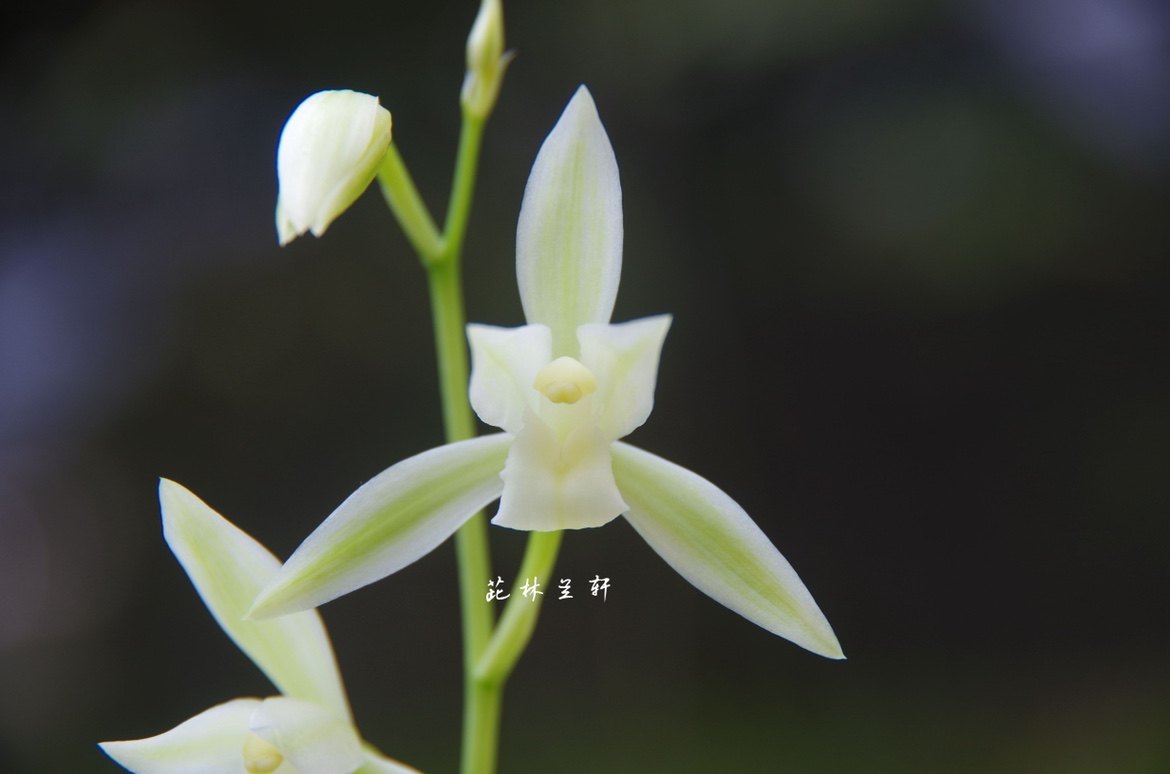 茈林兰轩(黄山雪)建兰四季兰小草矮种大花国兰花苗室内绿植花卉