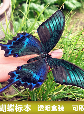 真蝴蝶标本蜻蜓昆虫标本已展翅盒装生日礼物手工diy材料可取出
