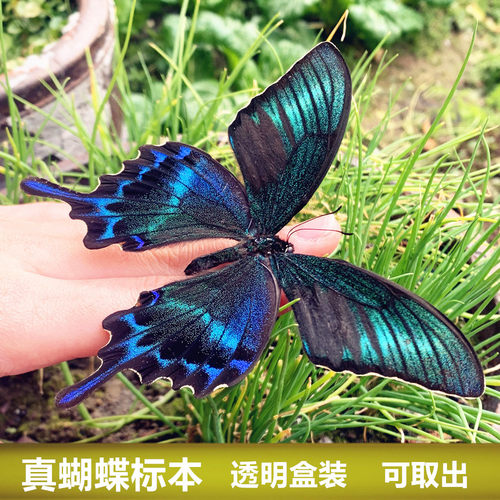 真实蝴蝶可取出观赏标本安全