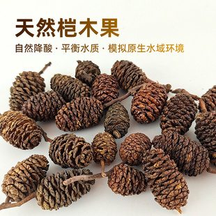 鱼缸造景素材溪原生缸南美缸树叶果实水晶虾缸降酸果降低PH桤木果