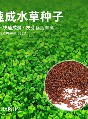 水草种子鱼缸草坪草缸
