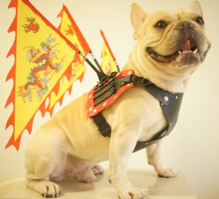 宠物背旗黑色札甲龙纹旗防狗咬主帅传令兵cos原创国风犇犇同款