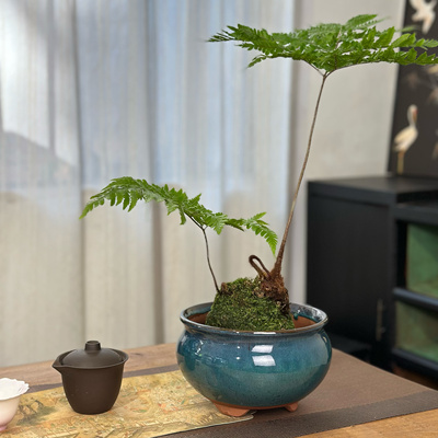 苔藓球专用花盆水培盘红鳞蕨盆观音竹花盆蕨类植物花盆陶瓷水培盆