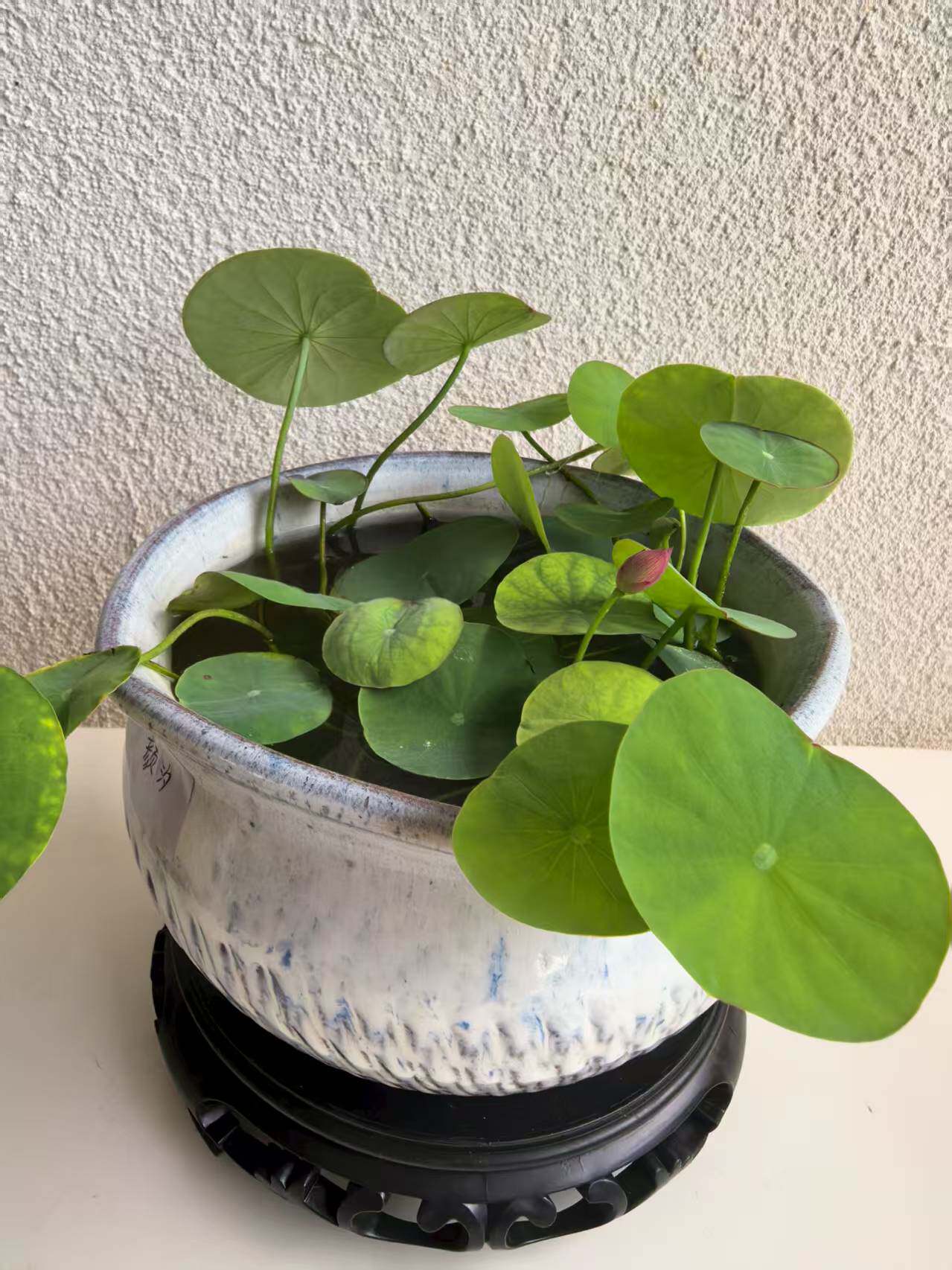 微莲盆复古陶瓷微型碗莲盆微莲盆陶瓷铜钱草花盆水培无孔花盆