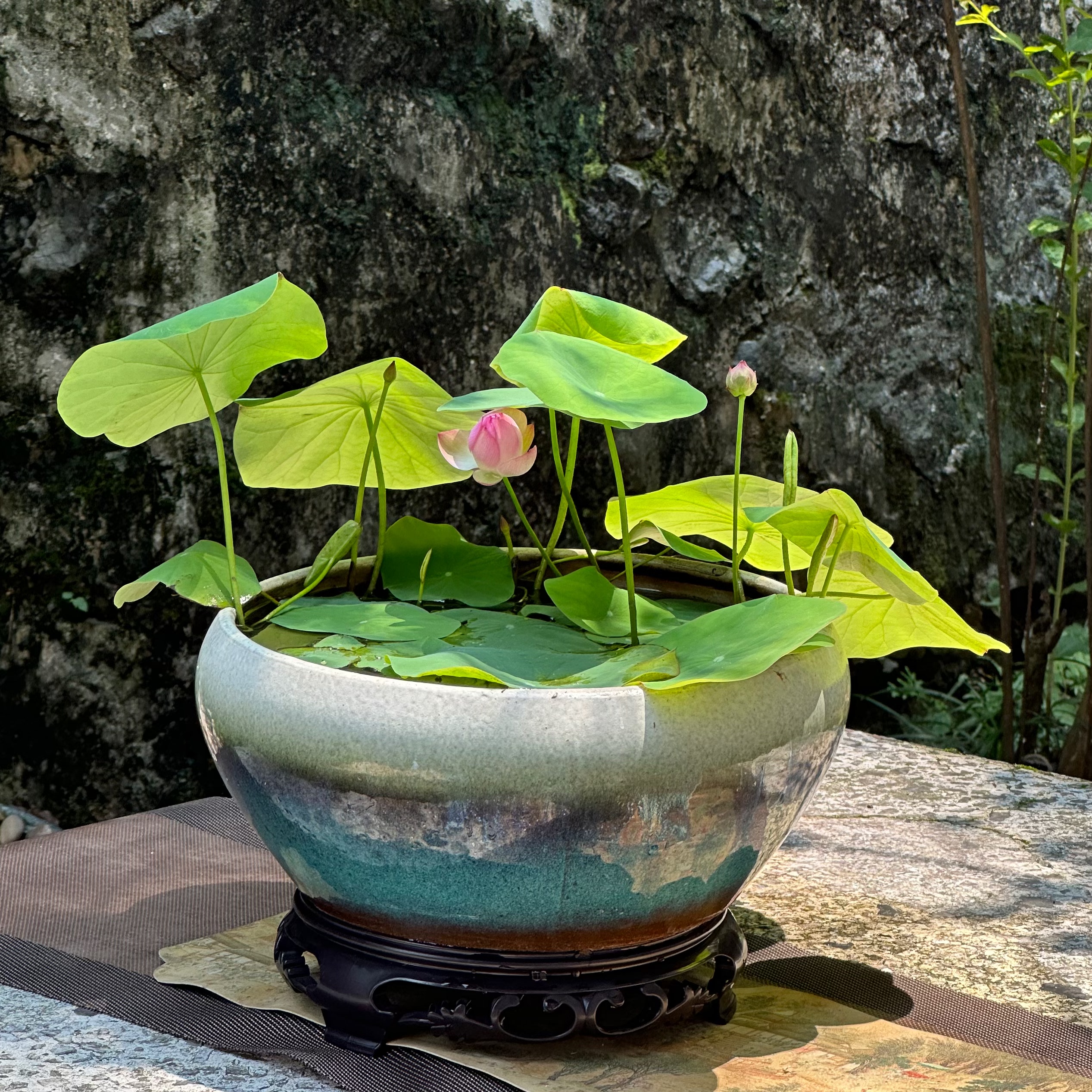 多款无孔盆碗莲容器睡莲大号水培花盆莲花水生植物陶瓷荷花鱼缸