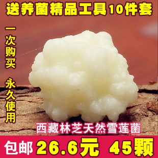 西藏雪莲菌种藏灵菇菌天山雪莲菌酸奶菌种开菲尔菌kefir发酵菌种