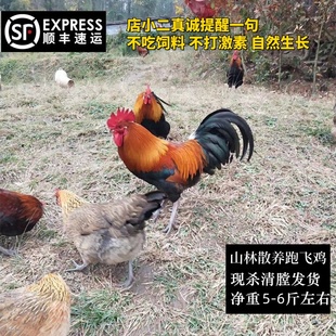 浙江上虞土鸡农家散养阎鸡山养大公鸡走地鸡跑山鸡米糠杂粮鸡活鸡