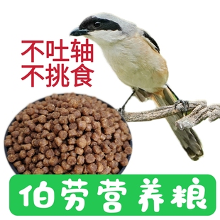 棕背伯劳料牛头伯劳鸟食红尾伯劳鸟饲料