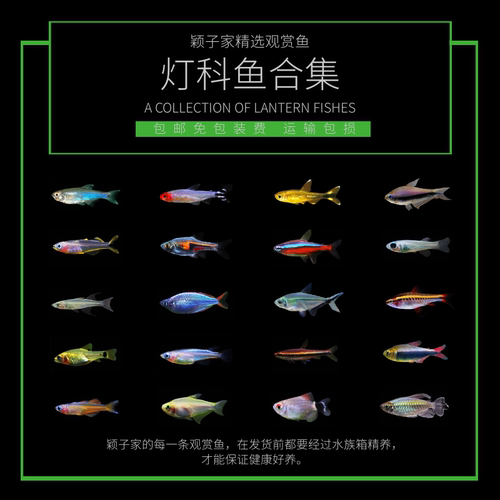 孔雀玛丽红剑清道夫热带观赏鱼