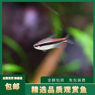 绯红巧克力霓虹灯鱼苗活体淡水草缸观赏鱼南美热带小型鱼群游包邮