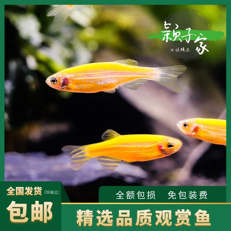 【柠檬斑马鱼】活体热带观赏鱼淡水小型鱼灯科饲料鱼水草缸群游