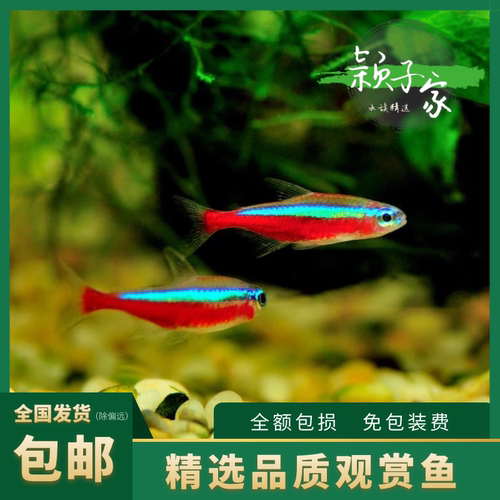 巴西宝莲灯热带鱼群游已完全定水