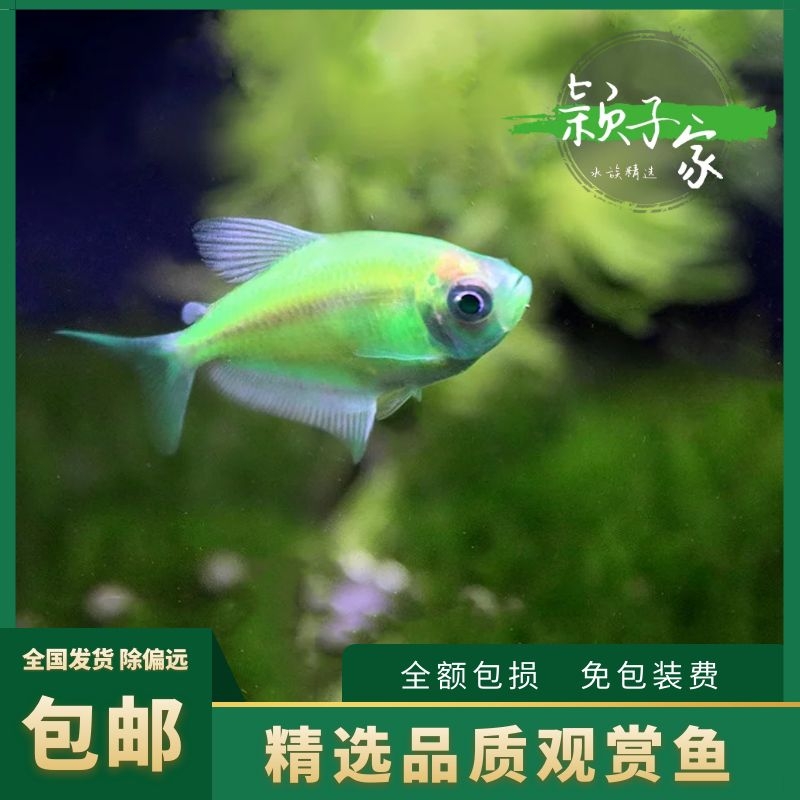 绿天使鱼荧光绿天使彩旗拉拉热带鱼观赏鱼新手好养不褪色活体鱼