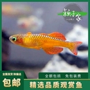 活体热带鱼观赏鱼淡水草缸灯鱼群游小型鱼活体包运输 橘红燕子