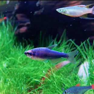 超级蓝国王灯鱼蓝凯瑞南美热带观赏鱼群游灯科淡水草缸小型鱼活体