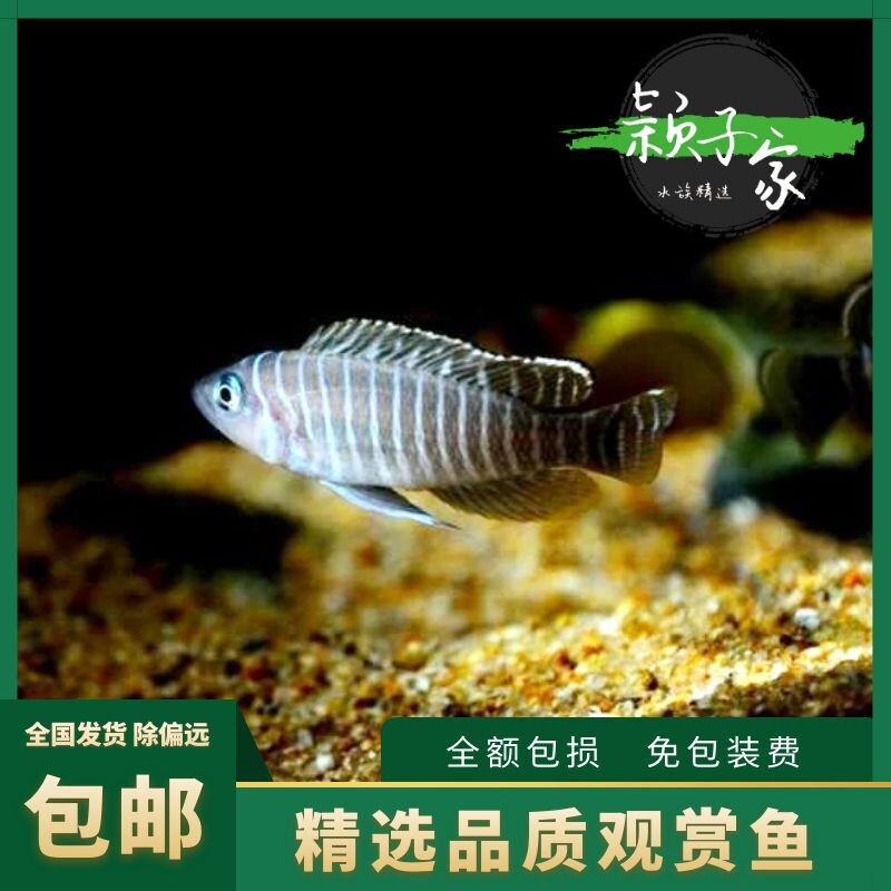 斑马贝坦鲷鱼观赏鱼卷贝非洲三湖慈鲷鱼条纹热带鱼活体