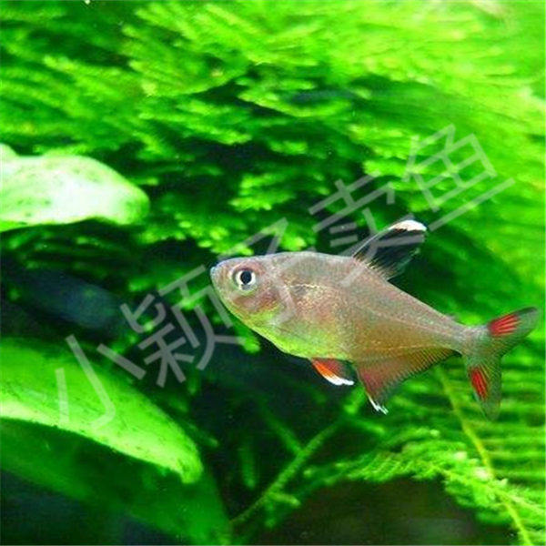 【红大勾扯旗】2-2.5cm特价活体热带鱼观赏鱼