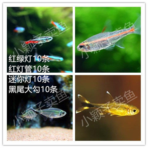 套餐小型红绿灯混养草缸热带鱼