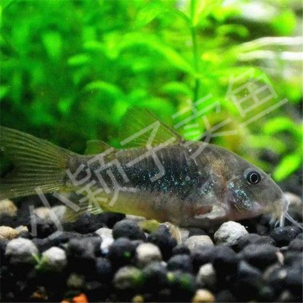 【咖啡鼠】2-2.5cm老鼠鱼底栖淡水热带鱼观赏鱼活体