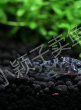 【花椒鼠】2-2.5cm老鼠鱼热带鱼观赏鱼活体 除残饵清道夫混养