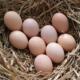 高山农家散养土鸡蛋