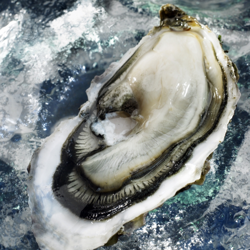 法国进口生蚝玫瑰刺身吉拉多