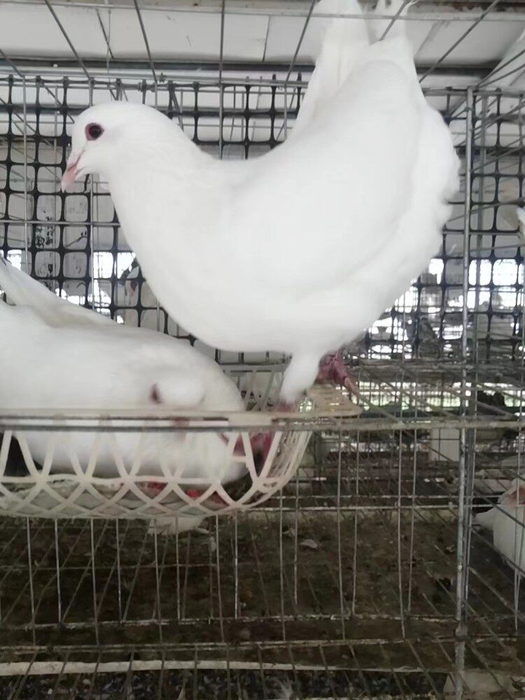 鸽子活体一对米玛斯双肌鸽欧洲肉鸽纯种鸽宠物观赏下蛋青幼年信鸽