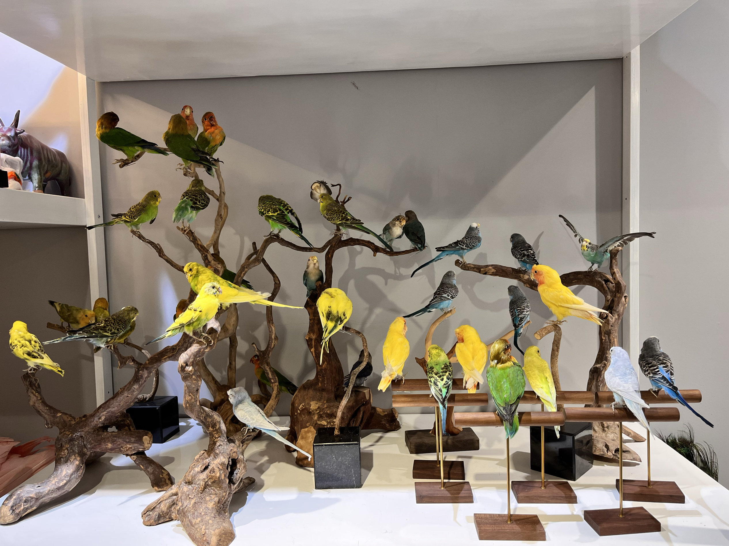 家居庭院花艺布景用小鸟鹦鹉装饰摆件挂饰标本小鸟学校科普小鸟,家居饰品,装饰摆件,淘宝优惠券,粉丝福利购,淘宝优惠卷