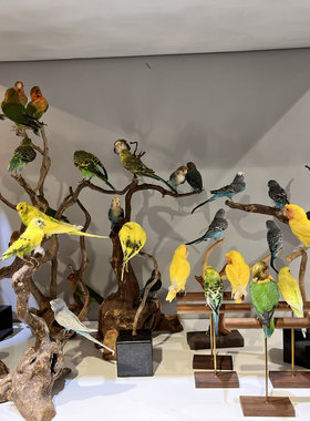 绿植墙橱窗标本鸟类教学装饰品