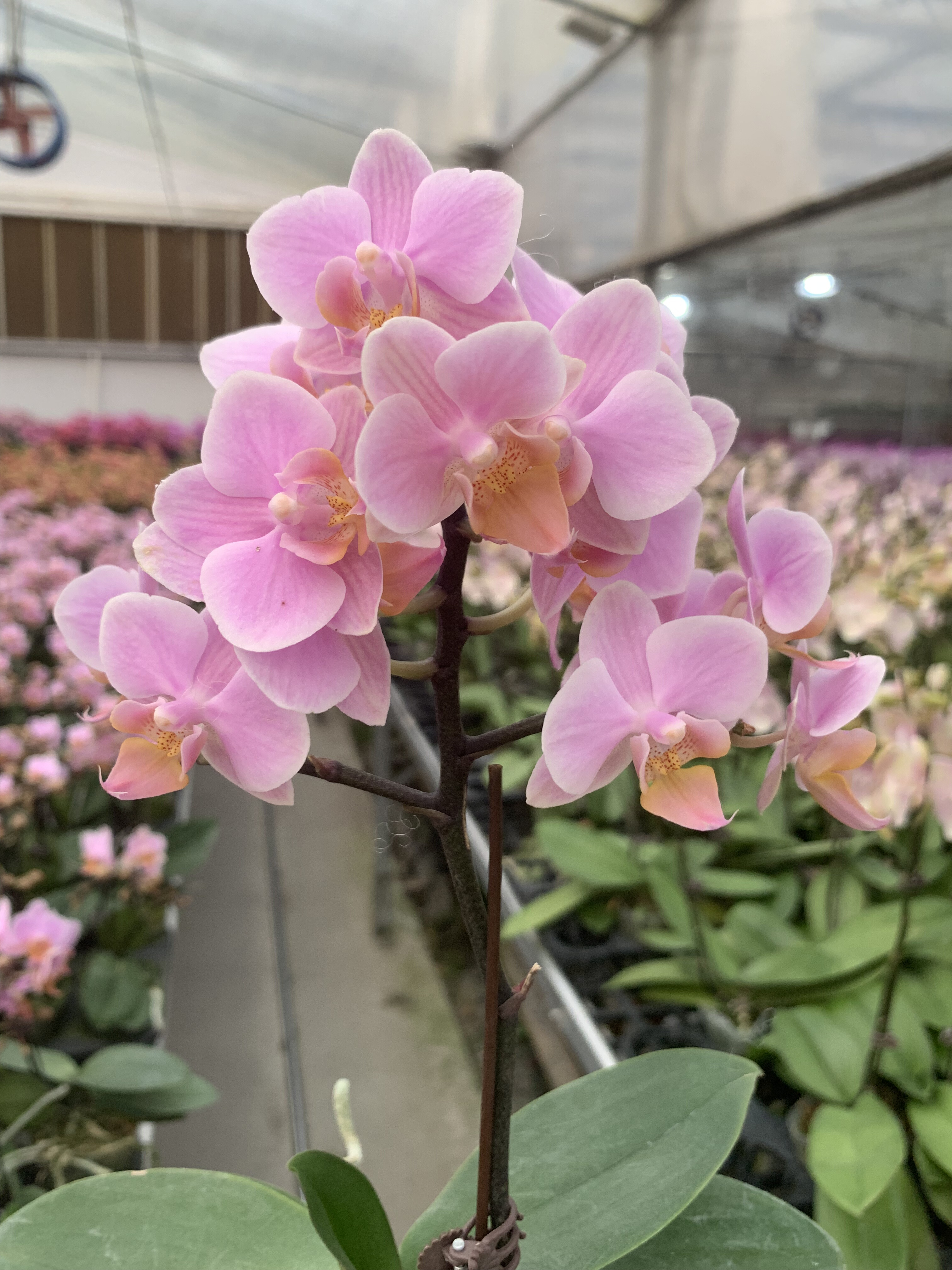 圣罗莎双剑小花包3.0