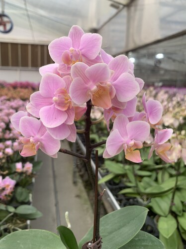 圣罗莎双剑开花或者花包3.0寸杯