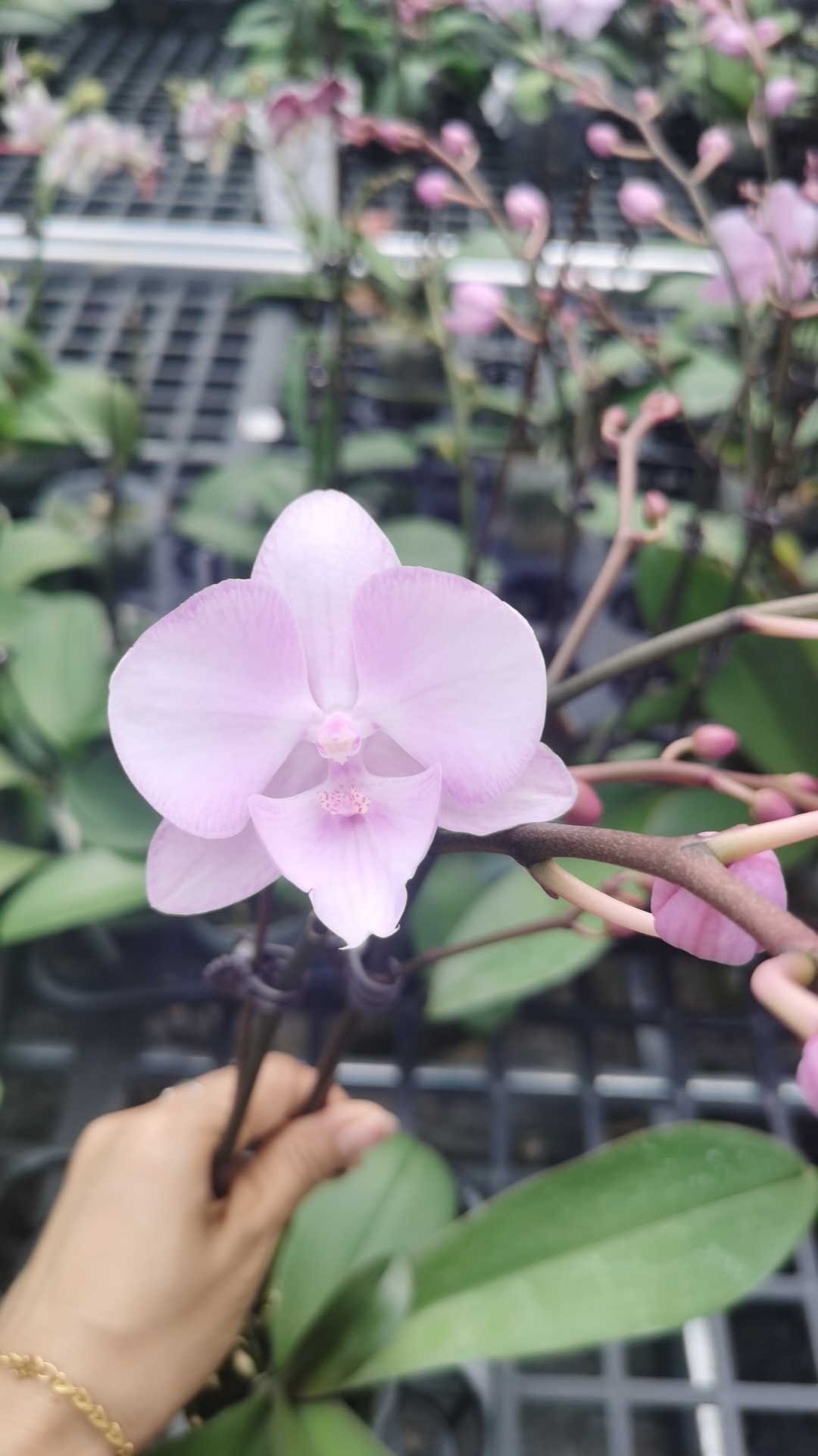 新品：神仙姐姐 3.0寸杯 双剑开花多