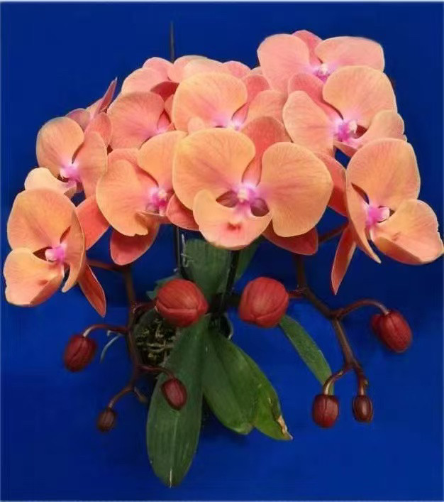 新品:甜橙N0719苗3.0杯,鲜花速递/花卉仿真/绿植园艺,国兰/杂交兰/洋兰类,淘宝优惠券,粉丝福利购,淘宝优惠卷