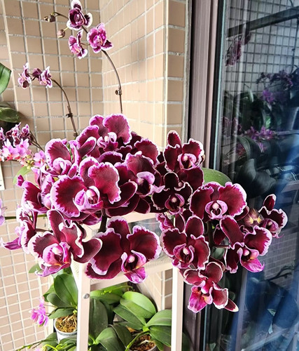 网红品种：拉丁舞裙双剑2.8全花包