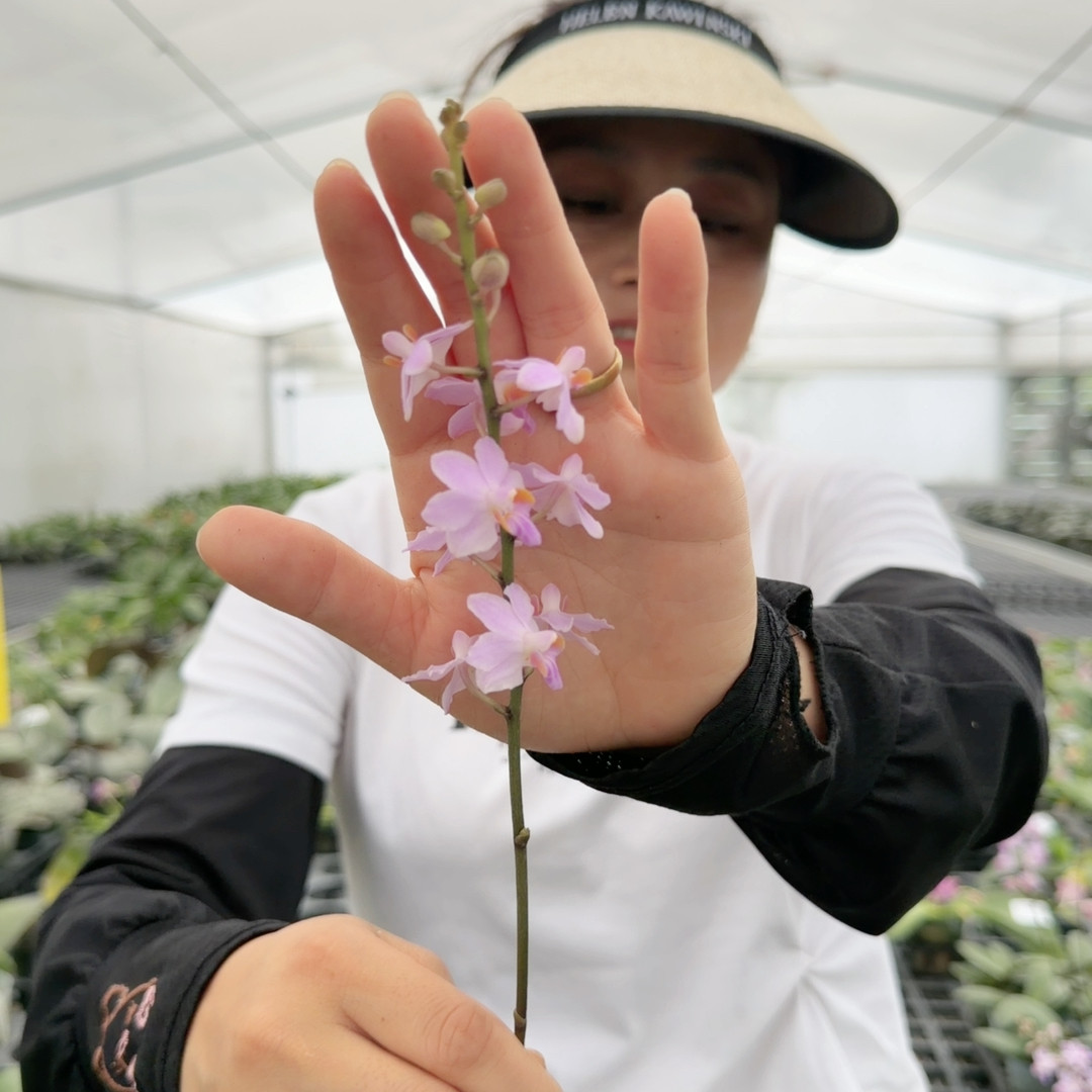 822朵丽蝶粉色