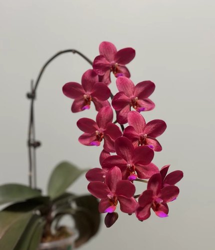 稀有品种：佛陀宝藏苗苗~刚升杯根少