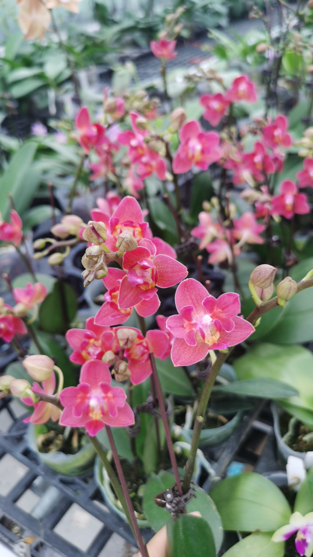 蜡质带香：2.8寸杯小鲑鱼变异开花带苞