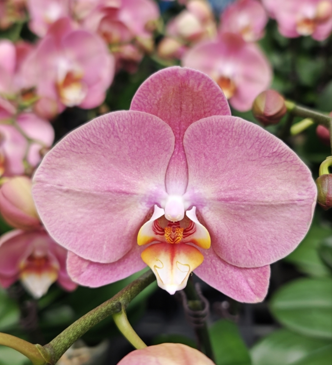 西柚粉色系:金车蜜桃2.8寸杯开花带苞