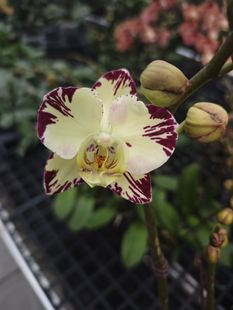 ll234星冰乐2.8寸杯开花或者花苞