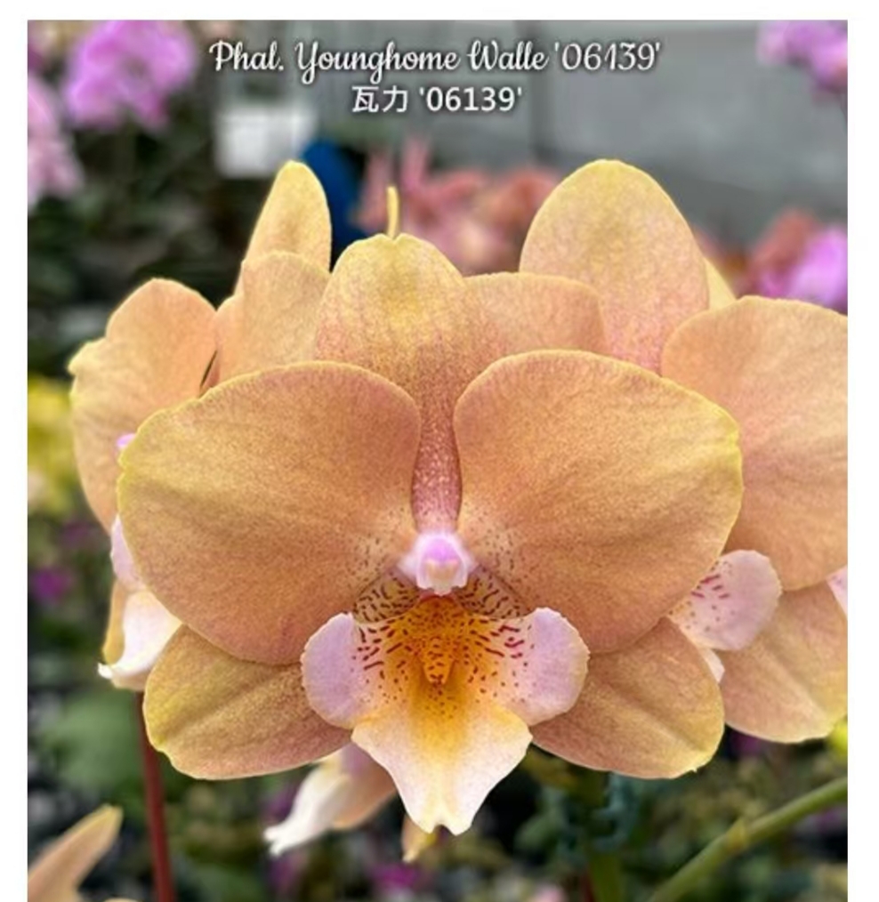 瓦力（06139）3.0寸杯苗苗~刚换杯