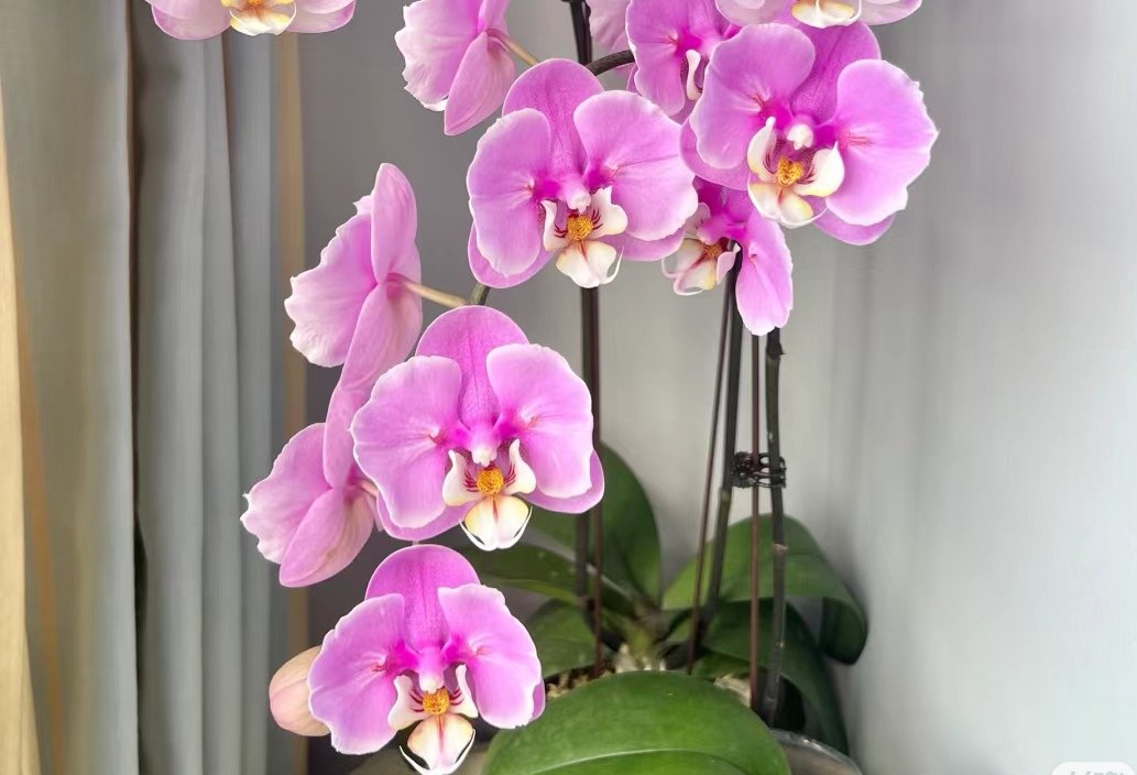 稀有品种：安娜蕾丝两眼变异 1.7寸苗（有反组机率）,鲜花速递/花卉仿真/绿植园艺,国兰/杂交兰/洋兰类,淘宝优惠券,粉丝福利购,淘宝优惠卷