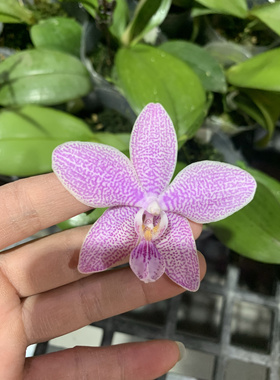 原生浓香：TE703抽梗或者苗2.8