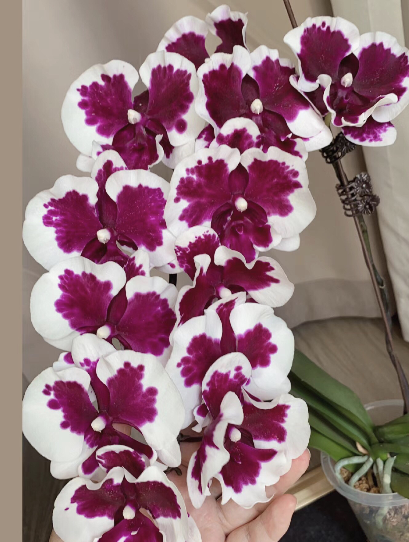 稀有品种:黑白郎君 2.5成熟花苗