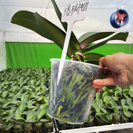 蝴蝶兰养根盆控根盆透明PP材料带空气柱RGP呼吸多肉兰花专用花盆