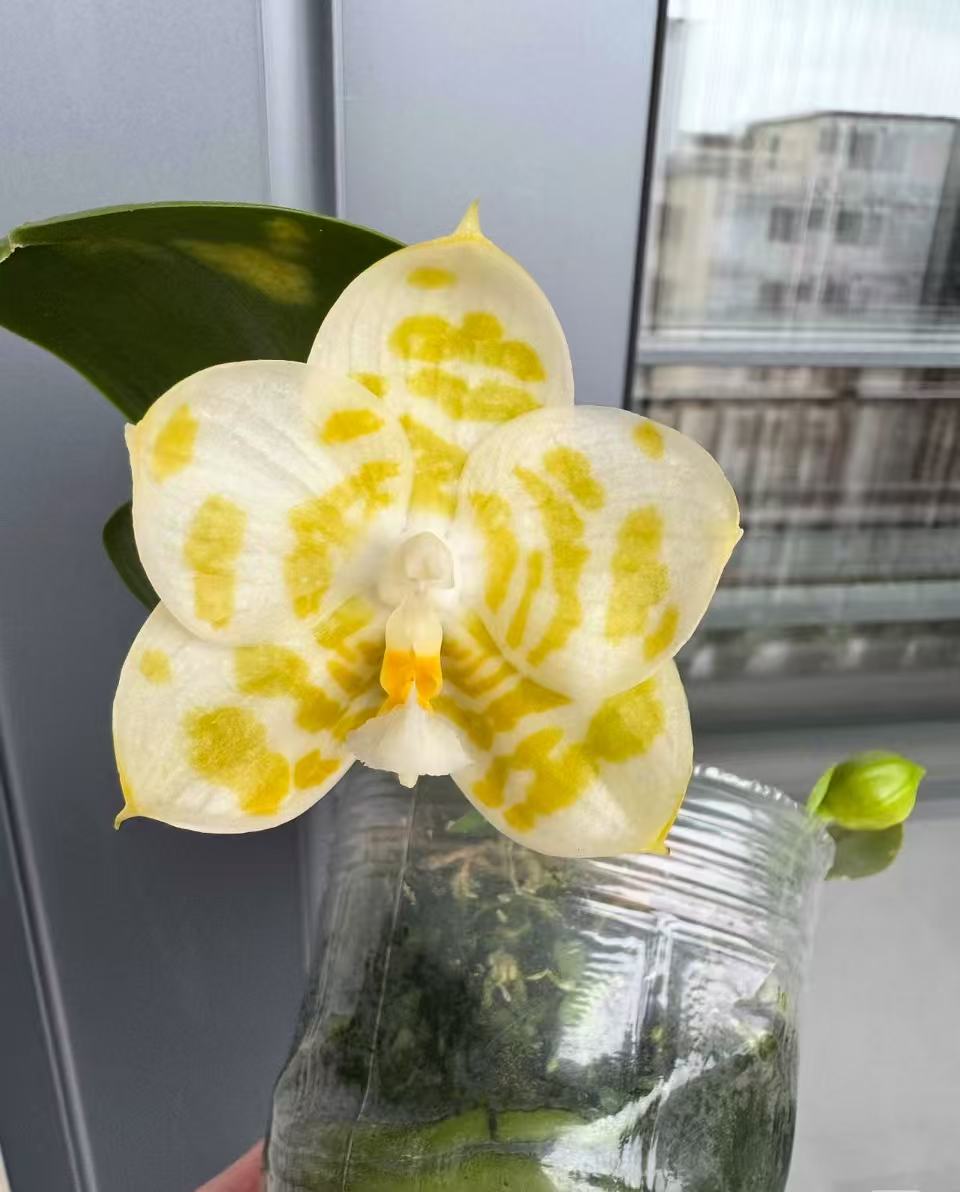 雅风情歌2.8寸杯抽梗苗