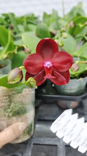 蜡质 蕊纳斯2.8寸开花或者花苞