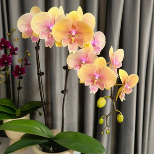 新品：508蜜桃大舌头3.5寸双剑开花或者花苞