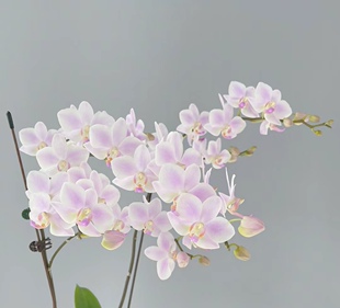 夏花续花品种：残雪 3.0寸苗苗~根少